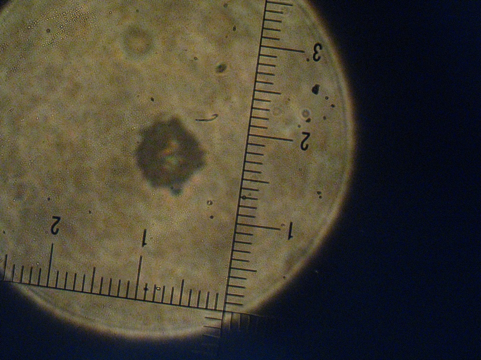 Russula foetentula image