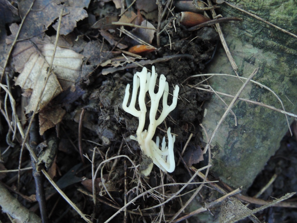 Ramariopsis subtilis image