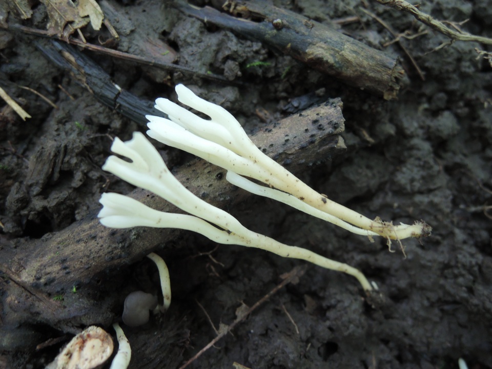 Ramariopsis subtilis image
