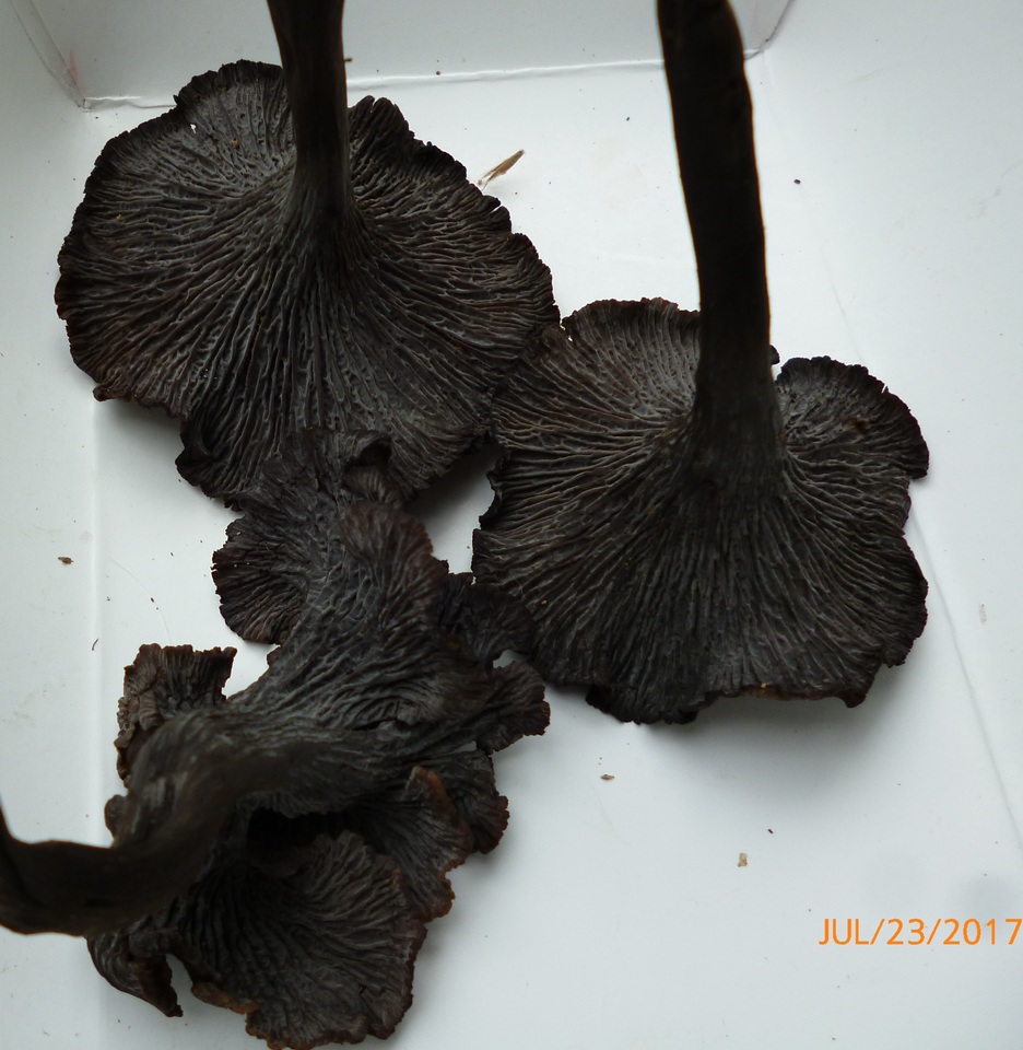 Craterellus venosus image