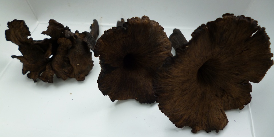Craterellus venosus image
