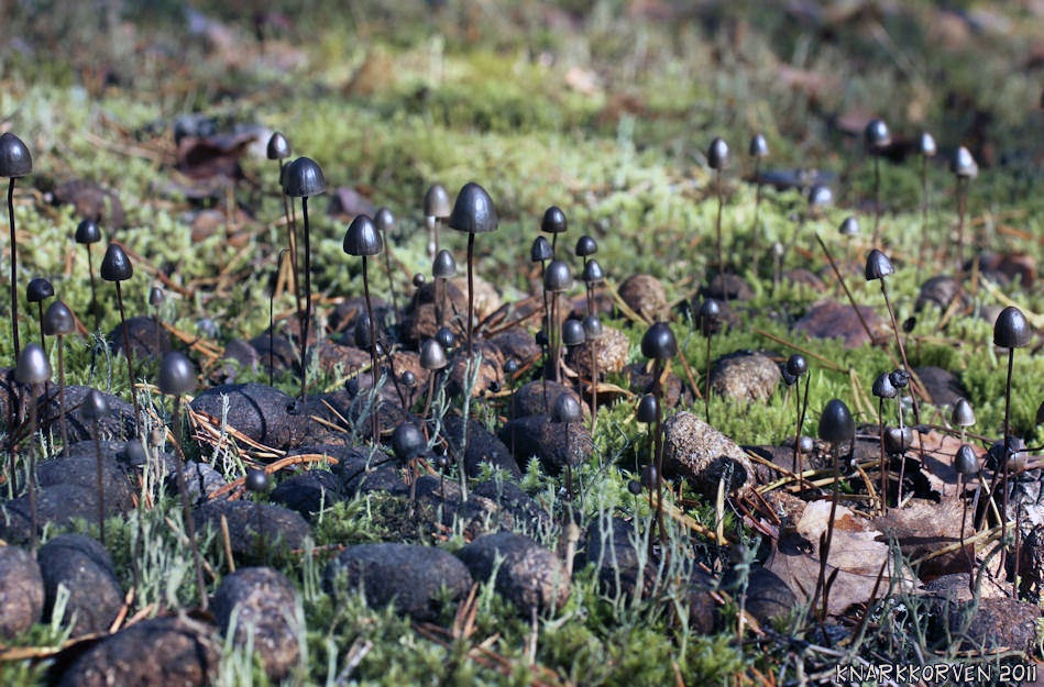 Panaeolus alcis image