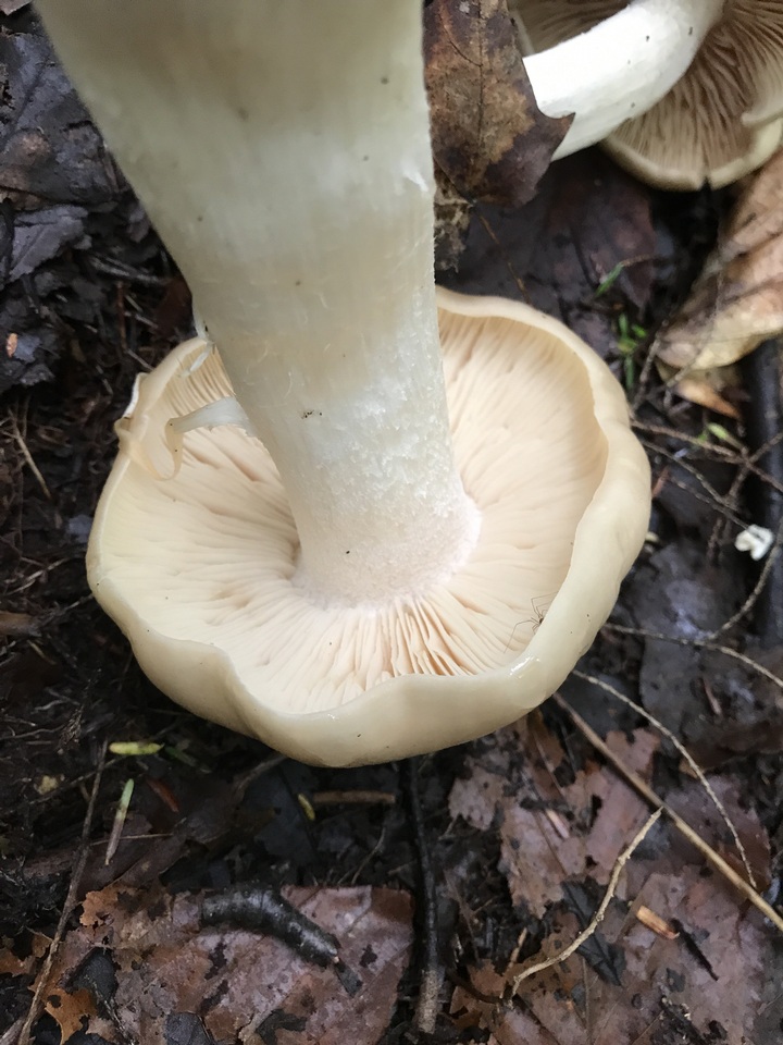 Entoloma whiteae image