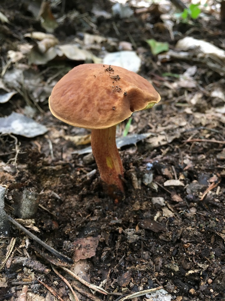 Leccinum rubropunctum image