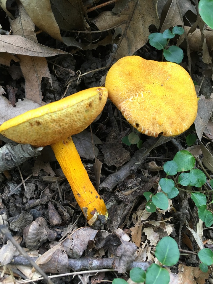 Aureoboletus auriflammeus image