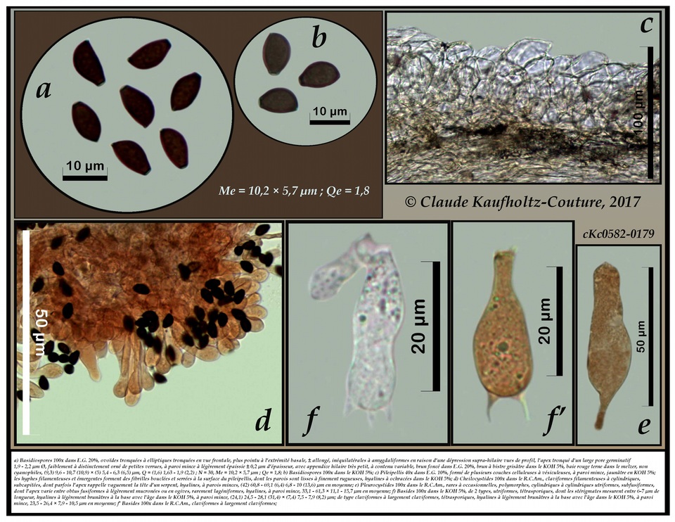 Psathyrella rigidipes image