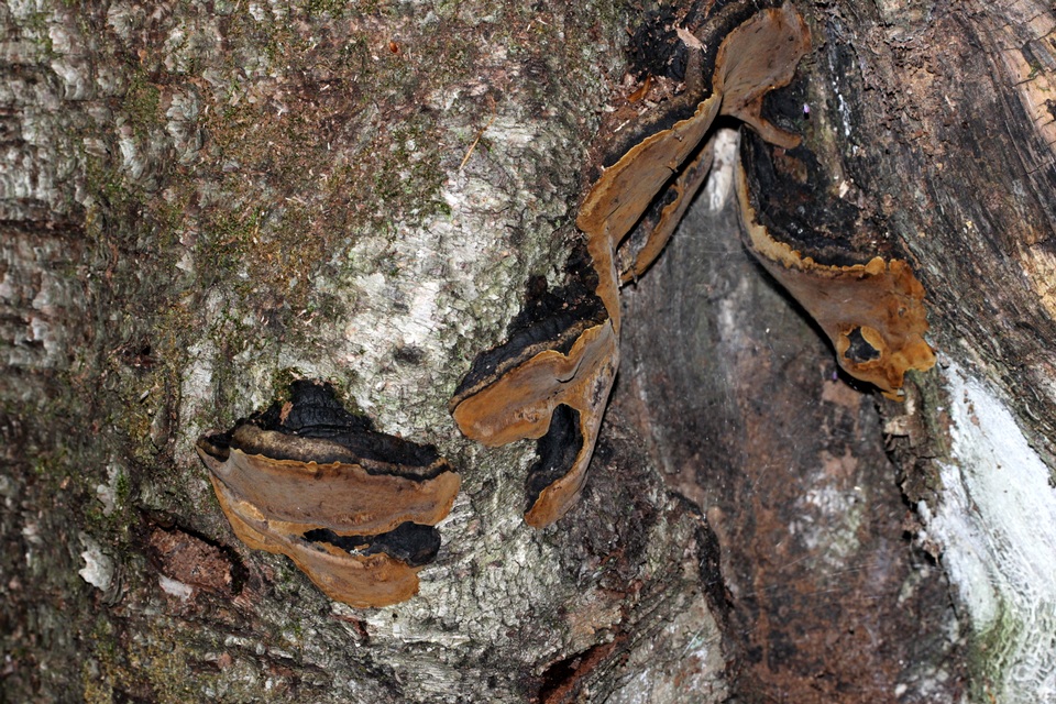 Phellinus lundellii image