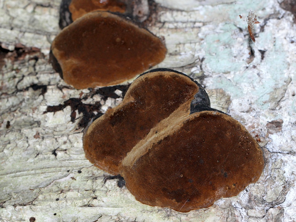Phellinus lundellii image