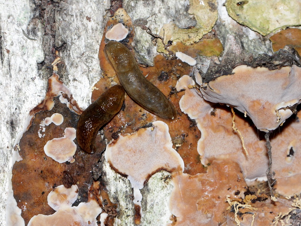 Phellinus betulinus image
