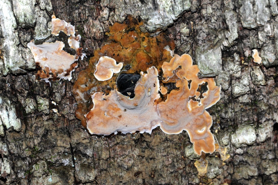 Phellinus betulinus image