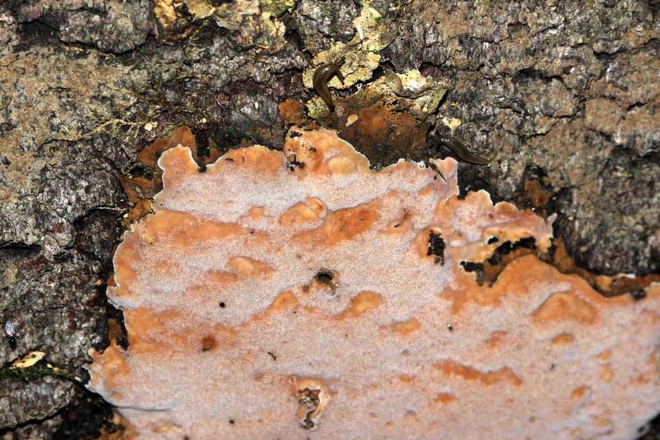 Phellinus betulinus image