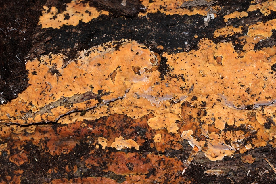 Phellinus betulinus image