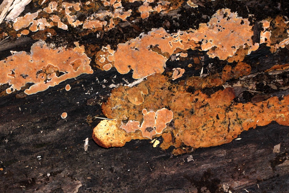 Phellinus betulinus image