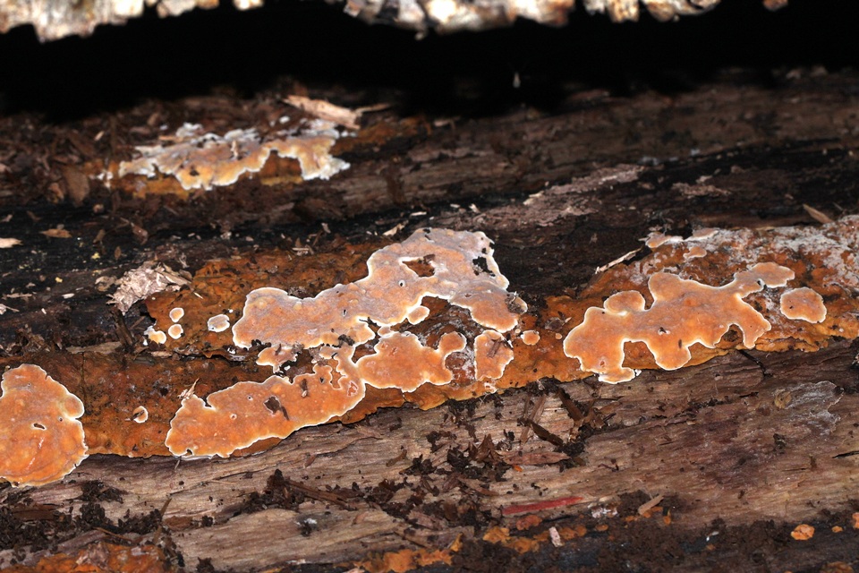 Phellinus betulinus image