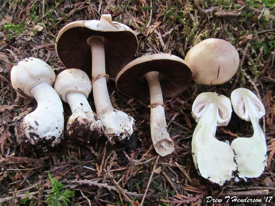 Agaricus silvicola var. silvicola image