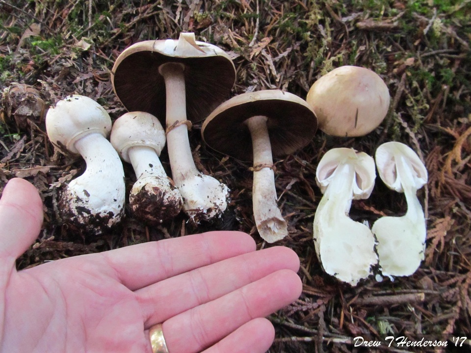 Agaricus silvicola var. silvicola image