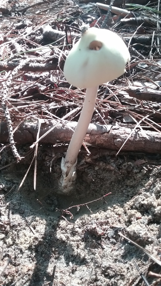 Amanita williamsiae image