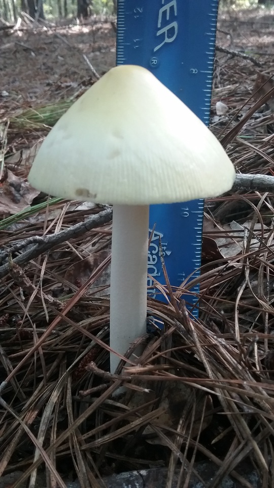Amanita williamsiae image