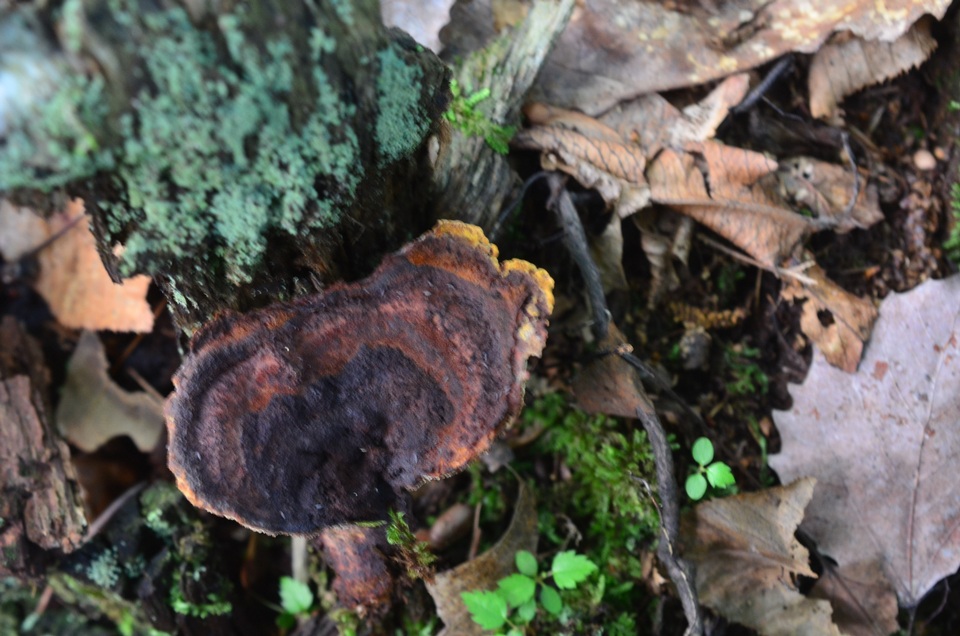 Coltricia montagnei var. montagnei image