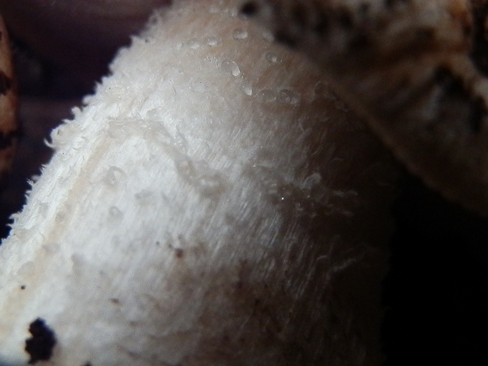 Hebeloma megacarpum image