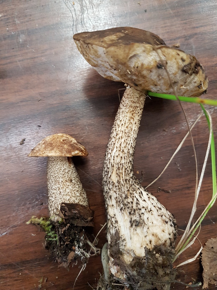 Leccinum alaskanum image