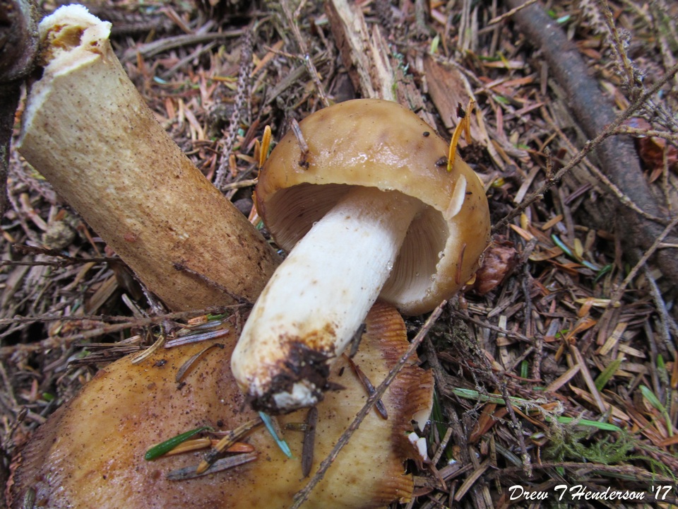 Russula fragrans image