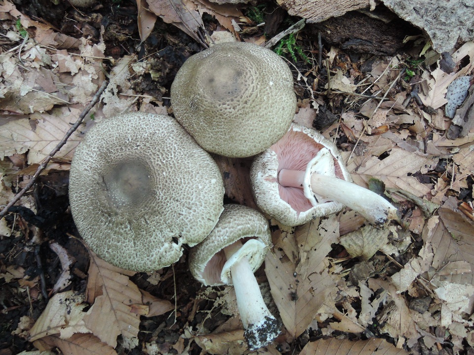 Agaricus bohusii image