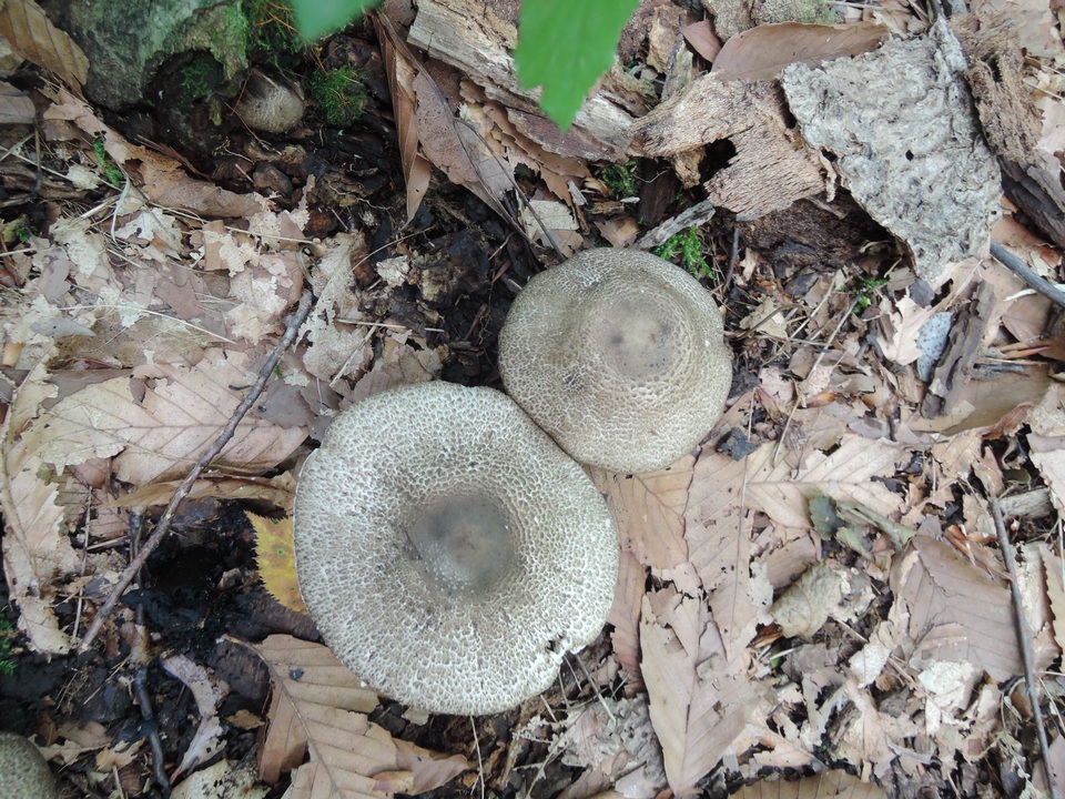 Agaricus bohusii image