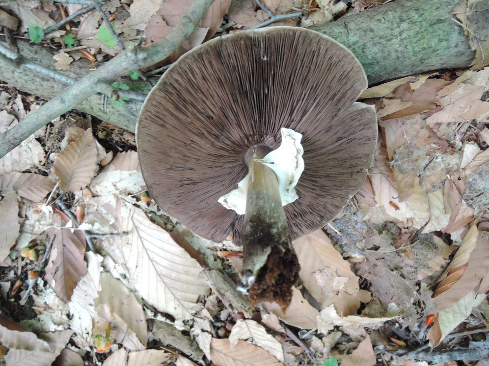 Agaricus bohusii image