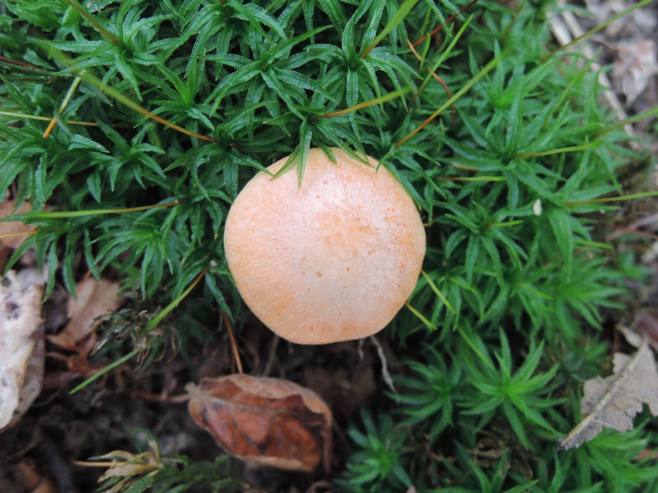 Hodophilus subfuscescens image