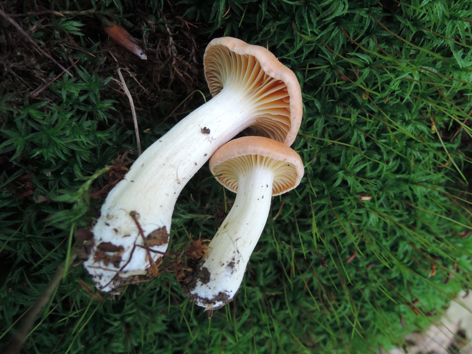 Hodophilus subfuscescens image