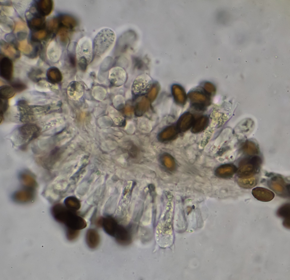 Panaeolus castaneifolius image
