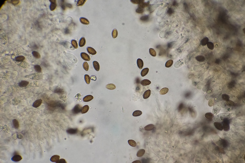 Panaeolus castaneifolius image