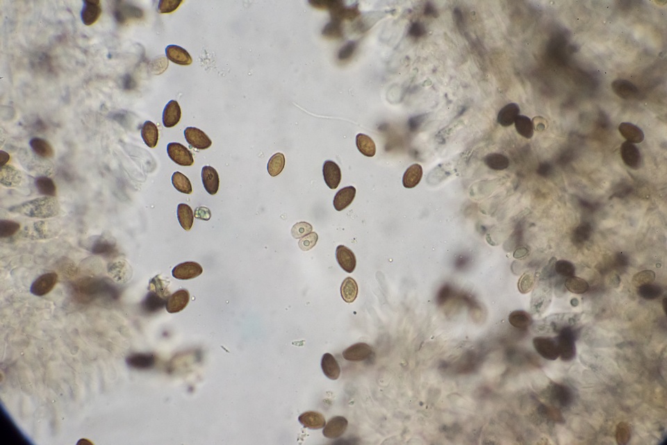 Panaeolus castaneifolius image