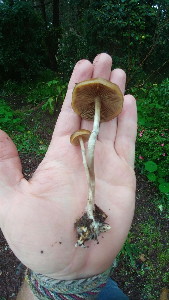 Psilocybe subaeruginascens image