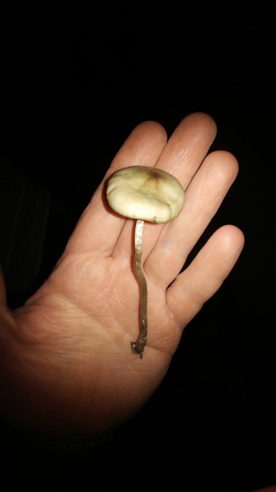 Psilocybe subaeruginascens image