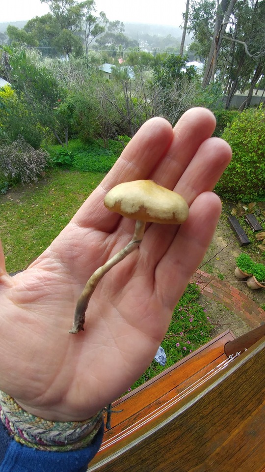 Psilocybe subaeruginascens image