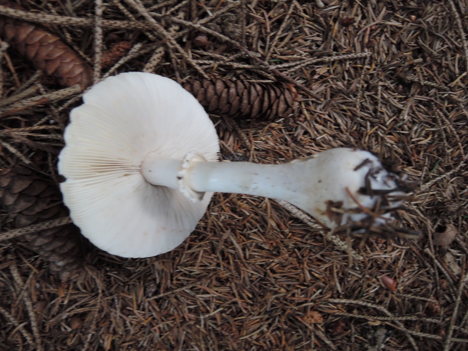 Leucoagaricus cinerascens image