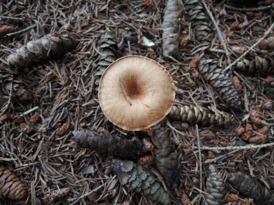 Clitocybe costata image