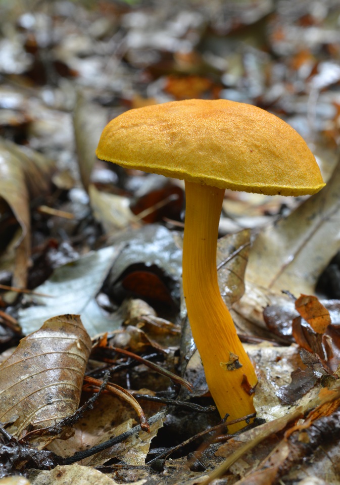 Aureoboletus auriflammeus image