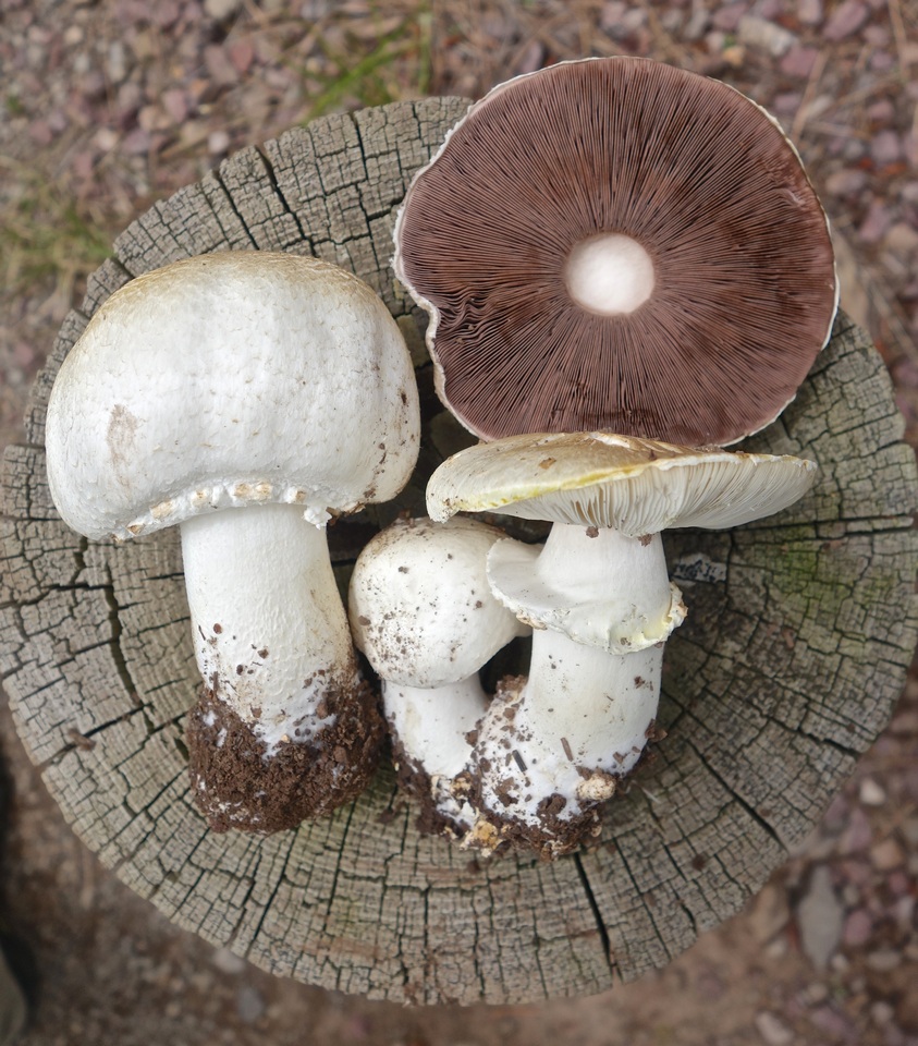 Agaricus didymus image