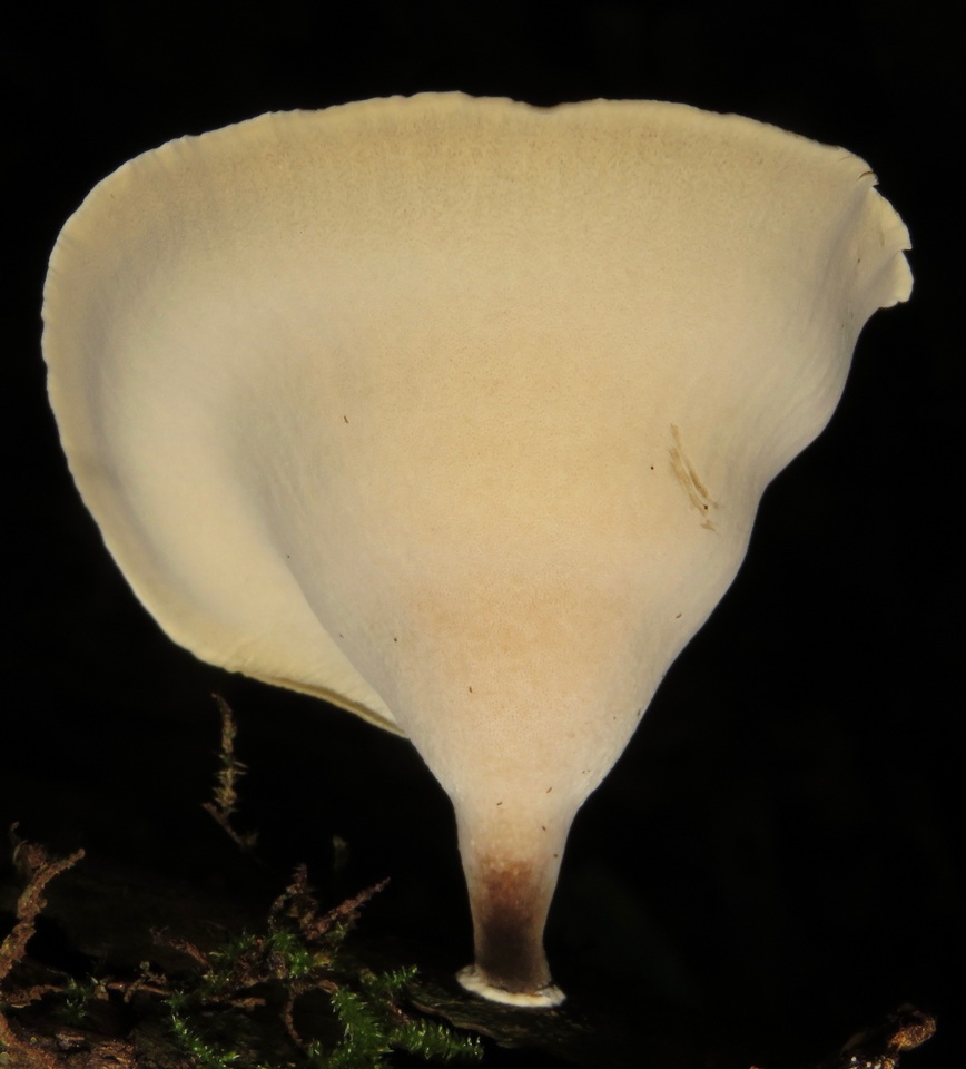 Polyporus leprieurii image