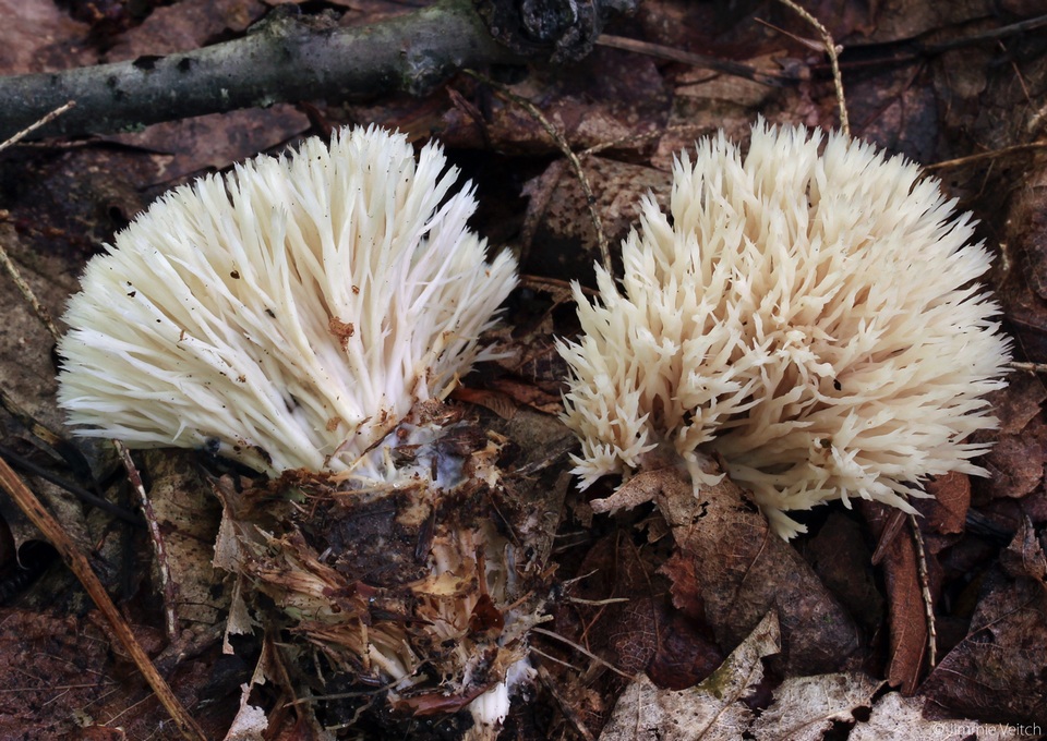 Tremellodendron merismatoides image