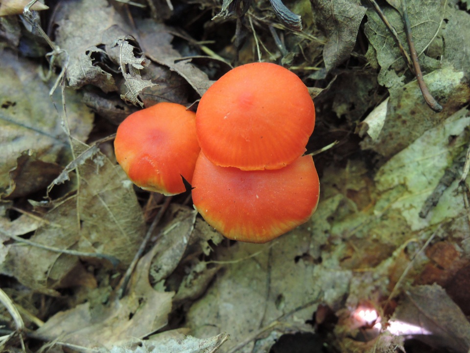Hygrocybe marchii image