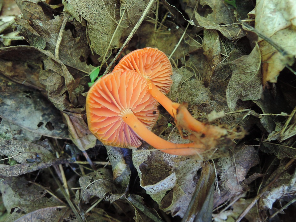 Hygrocybe marchii image