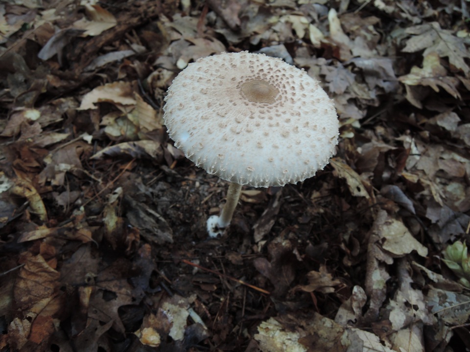 Macrolepiota prominens image