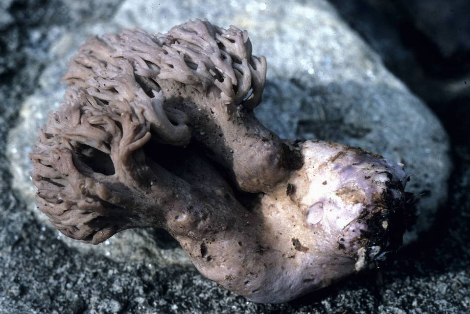 Ramaria fennica var. griseolilacina image