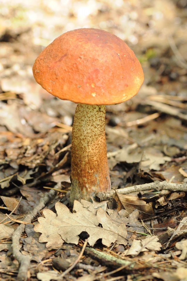 Leccinum piceinum image