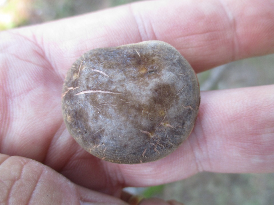 Xerocomellus intermedius image