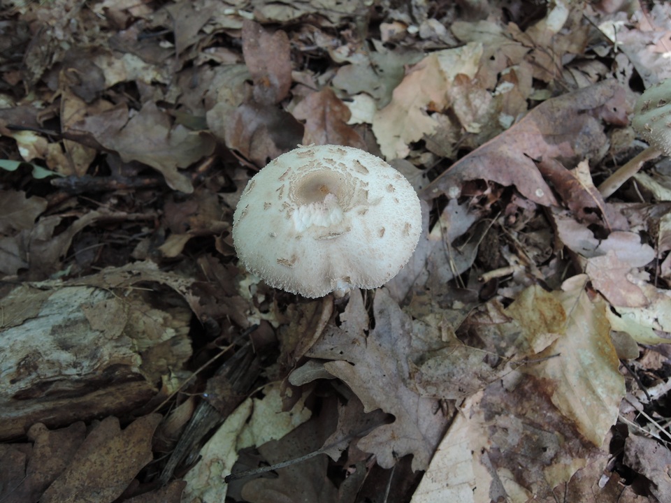 Macrolepiota konradii image